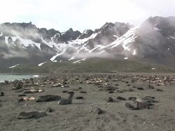 WS, Southern fur seal (Arctocephalus gazella) colony on beach, mist over mountains in background, South Georgia Island, Falkland Islands, British overseas territory Stock Footage