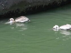 Pelican Swalling Fish Stock Footage