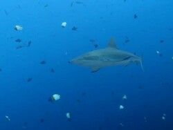 MS Grey reef shark swimming in blue / Palau, Micronesia, Palau  Stock Footage