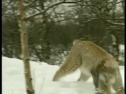 MS Lynx playing with dead squirrel it has caught, Arctic Circle Stock Footage