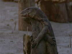 MCU 2 Water Monitor Lizards embracing during fight, India Stock Footage