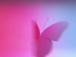 Butterfly Stock Footage