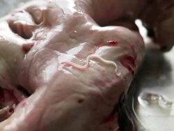 Anisakis nematode fish parasites over liver and viscera Stock Footage