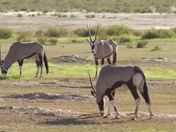 Oryx in the Kalahari Stock Footage