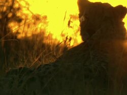 MS Cheetah lying down observing surroundings silhouetted against setting sun / Okavango Delta, North West District, Botswana Stock Footage