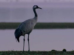 European Crane (Grus grus) standing by water's edge, North East Extremadura in Dehesa. Stock Footage