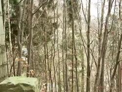 MS PAN Shot of German mix forest / Dresden, Saxony, Germany  Stock Footage