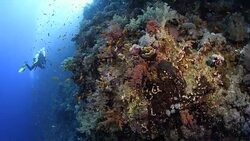 Diving in Egypt Stock Footage