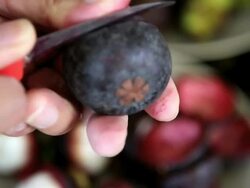 Mangosteen Stock Footage