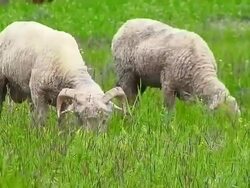Grazing ram and sheep Stock Footage