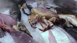 alive crab in a freezer Stock Footage
