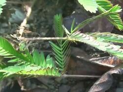 Mimosa leafs retracting Stock Footage