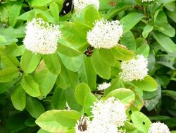 Many butterflies Stock Footage