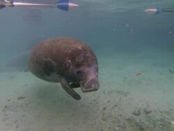 pregnant florida manatee Stock Footage