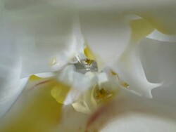 ORCHIDS - INFINITE CLOSE-UP  INSIDE THE BLOOM (seamless loopable) Stock Footage