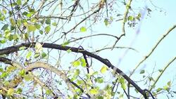 Raven perched - Stock Video Stock Footage