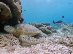 CU Woman freediving and looking at resting turtle / Sipadan, Sabah, Malaysia Stock Footage