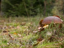 Collecting mushrooms - Penny bun Stock Footage