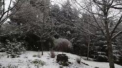 Snow on trees and garden, Seattle, Washington, USA Stock Footage