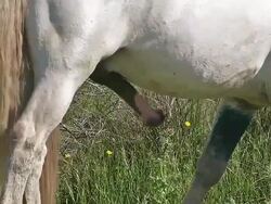 CU Shot of Penis of Stallion / Saintes Maries de la Mer, Camargue, France Stock Footage