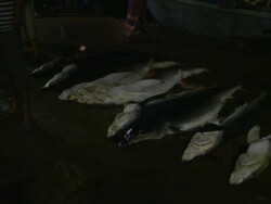 MS Shot of Dead sharks at fish market / Mirissa, Southern province, Sri Lanka   Stock Footage
