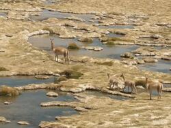 WS Shot of Vicunia, Vicugna running through Marshland in high Andes / San Pedro de Atacama, Norte Grande, Chile Stock Footage
