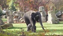 CLEAN : Prague Zoos new baby elephant finds his feet News Clip