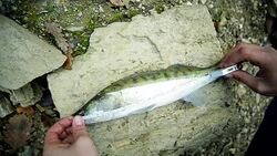 Measuring fish. Walleye Stock Footage