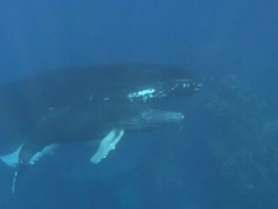 Humpback Whales Stock Footage