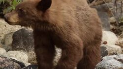 TS  shot of a black bear cub (Ursus americanus) walking on the stream bank into the camera (slow motion) Stock Footage