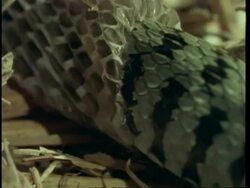 CU Grass snake, Natrix natrix, sloughing skin, United Kingdom Stock Footage