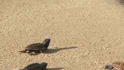 Baby sea turtles crawl over the sand. Stock Footage