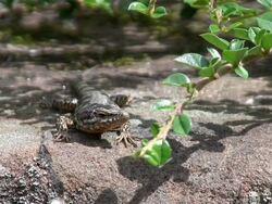 MS View of  lizard on stone / Oberstdorf, Bavaria, Germany  Stock Footage