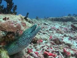 Honeycomb Moray Eel (Gymnothorax favagineus) peeking out of crevice, being cleaned by Bluestreak Cleaner Wrasse (Labroides dimidiatus), Vaavu Atoll, The Maldives Stock Footage