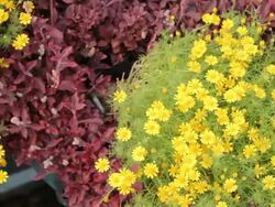 Flower in the garden Stock Footage