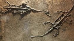 Extincion Instructional Video