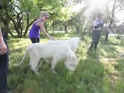 "Walking With Lions" Tour Stock Footage