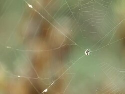 Spider on spiderweb. Stock Footage