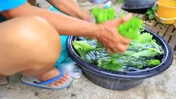 Woman is harvesting a vegetable in garden Stock Footage