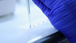 Scientist is mixing DNA on parafilm and loading into agarose Stock Footage