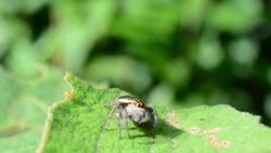 Spider eating worm on green leaf Stock Footage