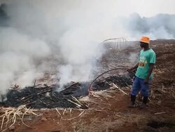 Workers Harvest Sugar Cane Stock Footage