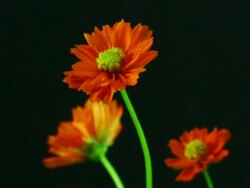 Cosmos flower blooming ,Time lapse Stock Footage
