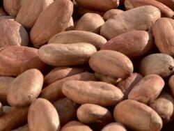 fresh cocoa beans.granos de cacao Stock Footage