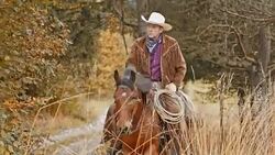 Cowboy riding a brown horse on country road Stock Footage