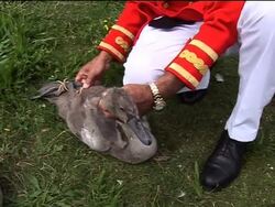 Ancient ritual of counting the Queen's swans News Clip