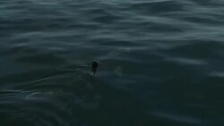 A basking shark swims at the surface of the water. Stock Footage