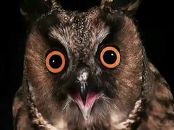 CU Shot of long eared owl with open beak / Vieux Pont en Auge, Normandy, France Stock Footage