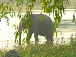 MS Elephant wading in water, grazing on weed Stock Footage