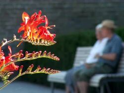 MS Couple siting in national garden exhibition / Koblenz, Rhineland-Palatinate, Germany Stock Footage